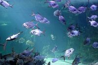Sydney_Aquarium_7415_018_WEBbyWHO_103_WEBbyWHO